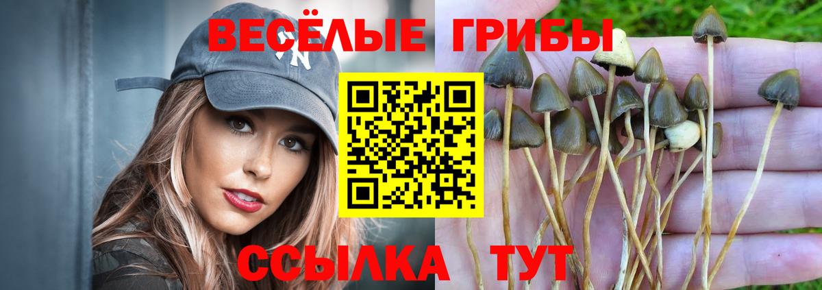 как найти закладки  Псилоцибиновые грибы Psilocybine cubensis  Вход с VPN  Кашира  Галлюциногенные грибы MAGIC MUSHROOMS 